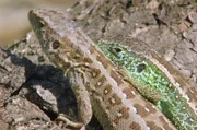 Die Senne beherbergt Nordrhein-Westfalens größtes Vorkommen von Zauneidechsen. Im Rest der Bundesrepublik werden die Reptilien immer seltener.