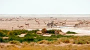 Die Kalahari ist ein unbarmherziger Lebensraum mit knappen Ressourcen. Und doch findet sich hier eine große Vielfalt an Tier- und Pflanzenarten. Welche Strategien sichern ihr Überleben?