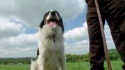 In order to find out more about the brain performance of wolves and dogs, the animal behavior expert is starting a direct comparison today.