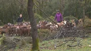 Wilde Ziegen müssen zusammengetrieben werden.