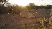 What Makes Wild Dogs Africa’s Most Successful Hunters? Wild dogs in N/a'an ku sê Lodge and Sanctuary.