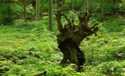 Buchenurwald Jasmund.