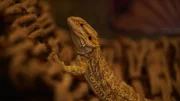 Hazelaar's bearded dragon, Nash, getting comfortable in the new enclosure.