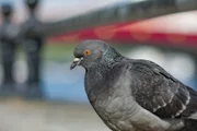 Taube an einem Geländer an der Themse.