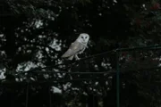 How Do Owls Catch Prey They Can’t See? The owl preparing to demonstrate how owls catch prey without being able to see.