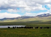Eine Herde Yaks im kirgisischen Hochgebirge: Die Hochlandrinder verbringen auch den Winter oben in den Bergen.