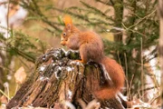 Im Wald sind viele Lebewesen miteinander verbunden. Eichhörnchen beispielsweise legen im Herbst Nahrungsdepots an. Nicht alle Verstecke finden sie später wieder. Davon profitieren Eichen, Buchen und viele andere Bäume, deren Früchte so verbreitet werden.