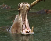 Flusspferde töten in Afrika jährlich mehr Menschen, als jedes andere Säugetier.