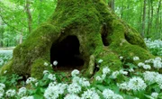 Bärlauchblüte im Frühjahr - Buchenurwald Hainich.