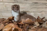 Das Mauswiesel ist das kleinste Raubtier in unseren heimischen Gärten. Es dezimiert vor allem Wühlmäuse.