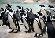 ARD/SWR EISBÄR, AFFE & CO FOLGE 150, "Zoogeschichten aus Stuttgart", bei den Pinguinen ist immer etwas los. Heute werden Schnäbel gefeilt.