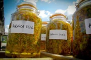 Bei der Mazeration, einem chemischen Prozess, werden die Blüten der Arnika in Öl eingelegt.