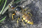 Der Bienenwolf ist eine seltene Grabwespe, die Honigbienen jagt. Sie liebt Wärme und sandige Böden: Dort gräbt sie Höhlen, die bis zu 1,50 Meter unter die Erde reichen.