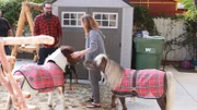 Host Antonio Ballatore watches Debbie Rettig and her miniature horses.