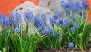 Traubenhyazinthen gehören zu den Frühblühern - jeder Monat hat im Garten seine ganz eigenen Farben und Düfte.