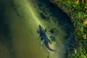 Auf einer Sandbank am Ufer eines Kanals lauert ein Krokodil.