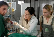 Tierpfleger Conny (Thorsten Wolf, l.) hat das verletzte Rhesusäffchen zu Susanne Mertens (Elisabeth Lanz, M.) und Anett (Anna Bertheau, r.) in die Praxis gebracht. Der kleine Affe ist so schwer verwundet, dass die Tierärztin nähen muss.