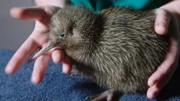 Das Okarito Rowi Kiwi-Küken wird von Naturschützern aufgezogen bis es groß genug ist sich in freier Wildbahn gegen räuberische Säugetiere zu wehren.