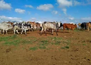 Einheimische (autochtone) Kühe in Ugandas Savanne.