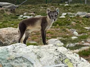Der Polarfuchs steht in Norwegen unter strengem Schutz. Im Sommer tarnt er sich mit grau-braunem Fell.