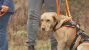 Die 6-Jährige Labradordame Hanna hatte in Rumänien kein schönes Leben. Trotzdem hat die Hündin das Vertrauen in den Menschen nicht verloren.