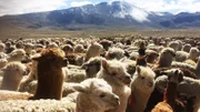 Eine große Herde Alpakas in den Hochanden Perus