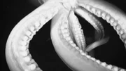 A huge sea monster is suspected of sinking entire ships