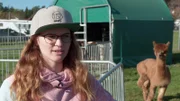 Heidi hat sich im Jahr 2022 mit einer Alpaka-Farm selbständig gemacht und braucht nun einen Transporter für die Tiere