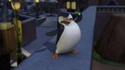Skipper
