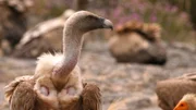 Bild eines Gänsegeiers, Portugal.