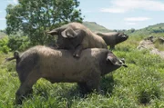 Der Metzger Pierre Oteiza hat das baskische Kintoa-Schwein wiederentdeckt. Gemeinsam mit engagierten Züchtern hat er ein Tal in den Pyrenäen zum Erfolg geführt.