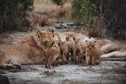 Im südafrikanischen Kruger-Nationalpark herrscht ein stolzes Löwenrudel – und die Gruppe ist kürzlich etwas größer geworden: Xena, das dominante Weibchen, hat gerade einen Wurf von vier Jungtieren zur Welt gebracht.