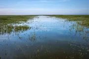 Im Nationalpark Coto de Doñana herrscht nur scheinbare Wildnis, denn seit den 1950er Jahren breitet sich die Intensivlandwirtschaft immer weiter aus.