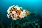 Faszinierende Schiffswracks und dunkle Unterwassertunnel entführen Taucher auf Kanadas Bell Island in ein unbekanntes Kapitel der Geschichte. (Kredit: Jill Heinerth)