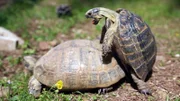 Einstein Sex, Drogen und Spiel – Überlebenswichtiges Vergnügen im Tierreich Zwei Schildkröten beim Vergnügen