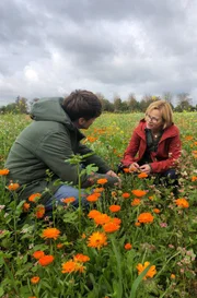 Frank Seibert (links) und Agrarwissenschaftlerin Astrid Sprenger (rechts) beim Ernten der Calendula (Ringelblume) auf dem Feld von Weleda bei Schwäbisch Gmünd. Sprenger ist die Leiterin des Heilpflanzengartens von Weleda bei Schwäbisch-Gmünd.