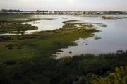 Seit den 1950er Jahren leidet das einzigartige Ökosystem des Nationalparks Coto de Doñana unter den Auswirkungen intensiver Landwirtschaft.