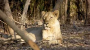 Liegender Löwe im Gir Nationalpark
