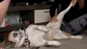 Fay