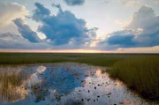 Die Everglades in den USA sind legendär. Jährlich verwandeln Regenfälle das saisonal trockene Gebiet in einen „River of Grass“.