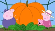 Peppa (m.) ist begeistert, dass sie mit so einem großen Kürbis beim Kürbiswettbewerb antritt.