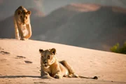 Löwen der Namib Wüste.