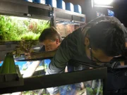 Jose and Francis carefully arrange the flora in the tank.