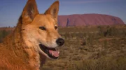 Dingo.
