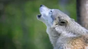 Wolf.