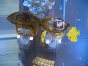 A exotic fish in Dr. Kawa's new tank.