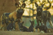 Zeema das Alphaweibchen mit ihren Kindern. Wegen ihres marmorierten Fells werden sie auch „bunte“ oder „bemalte“ Wölfe genannt.