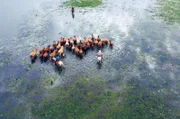 Brasilianische Cowboys – sogenannte Pantaneiros – leben im Rhythmus der Überschwemmungen, die für sie überlebensnotwendig sind.