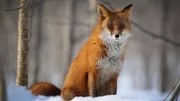Rotfuchs.