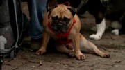 Beppo